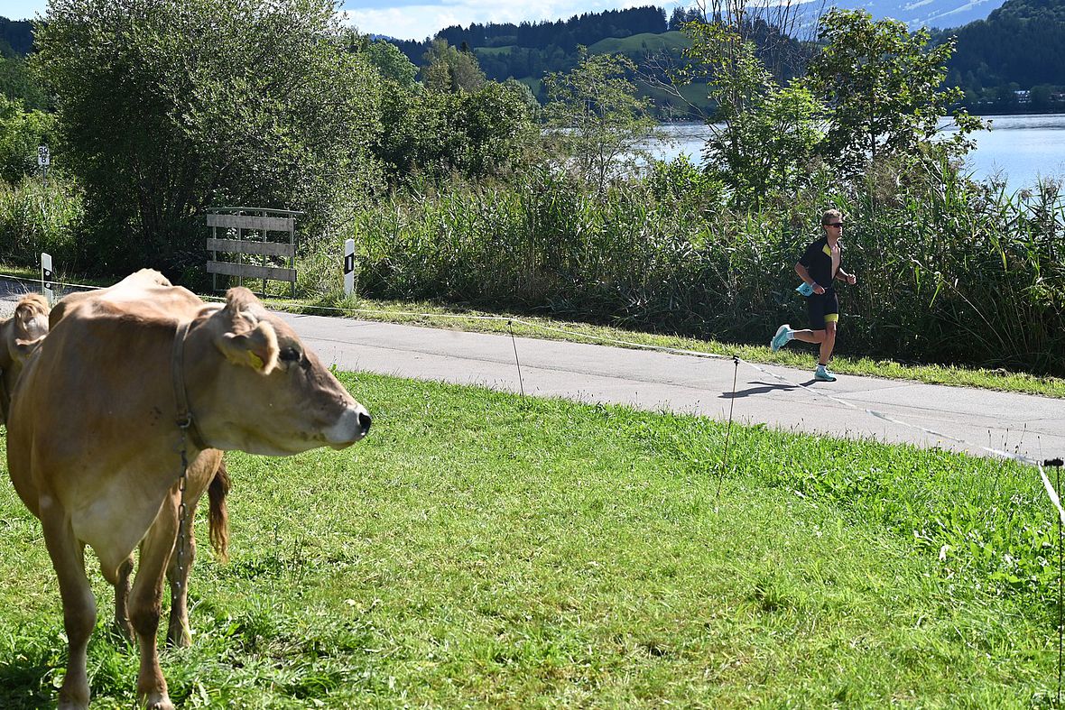 Tiersche Zaungäste