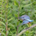 bird, 4k, beautiful nature-8142295.jpg