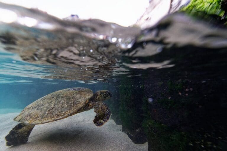 Ob es der Schildkröte ebenso geht, wenn einmal im Jahr die bunt gekleideten Triathleten die Bucht von Kailua-Kona unsicher machen?