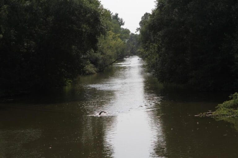 Schwimmen in der Saale